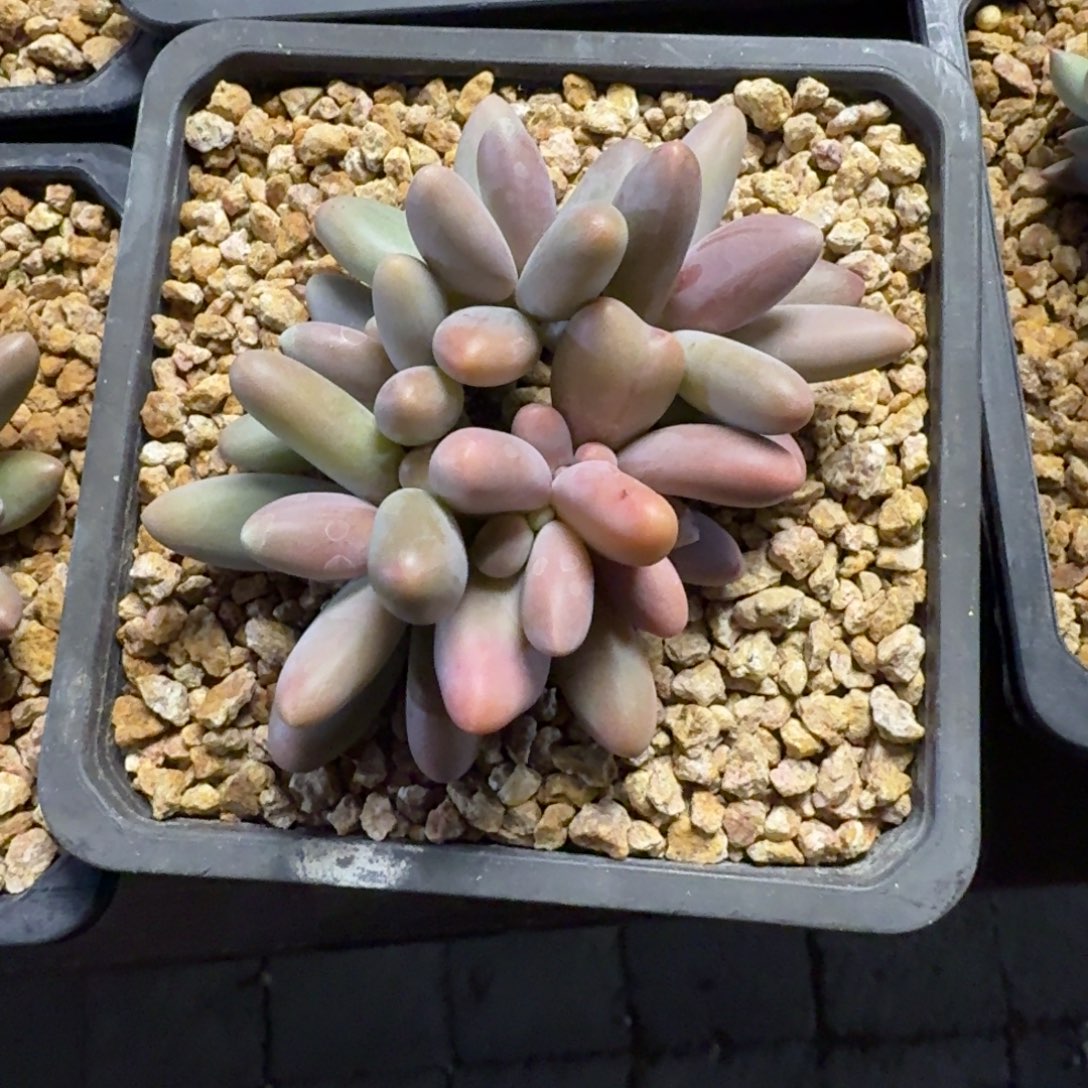 小糖果美人11111111111111