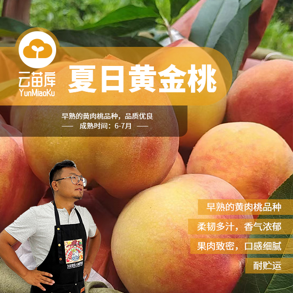 云苗库【夏日黄金桃黄桃裸根苗】单株可挂果可地栽盆栽放心对版苗