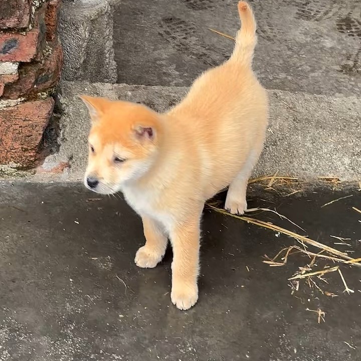 桂林发货中华田园犬活体幼犬家庭宠物狗狗