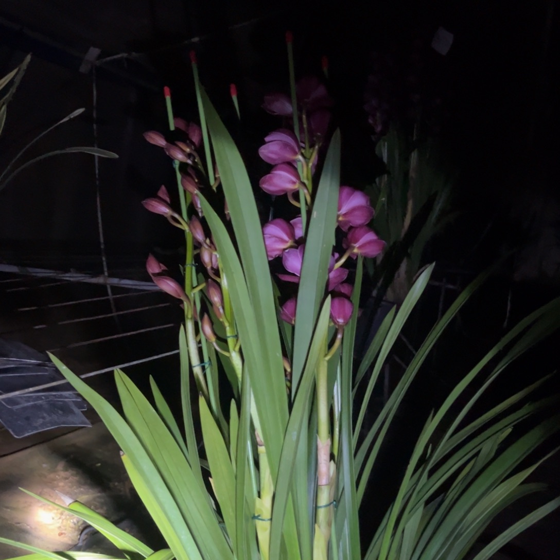 完全开放绣球4支花