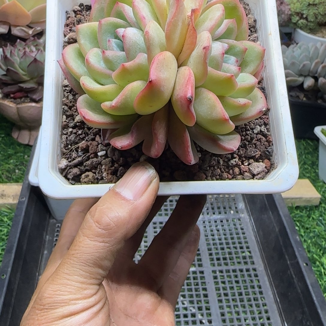 锦安精品多肉植物289