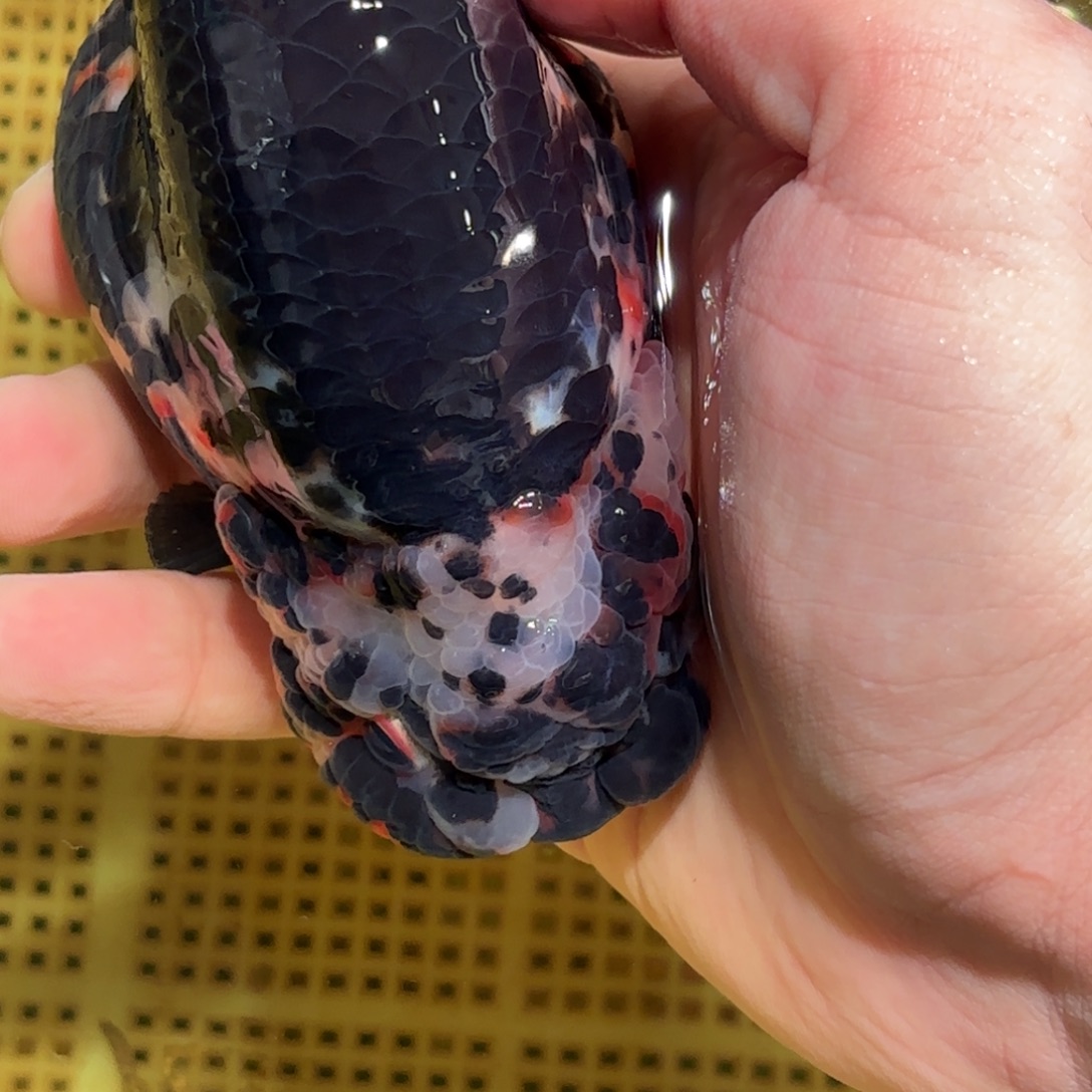 A***n金鱼拍包装包邮，没拍包装运费到付