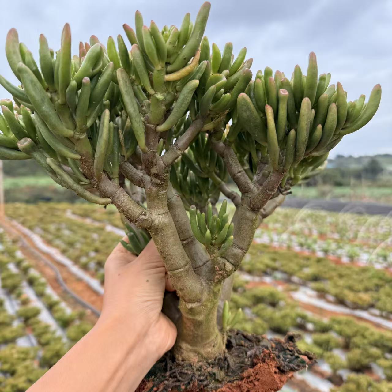 云漫多肉  LL吸财树20cm 两颗  多肉植物