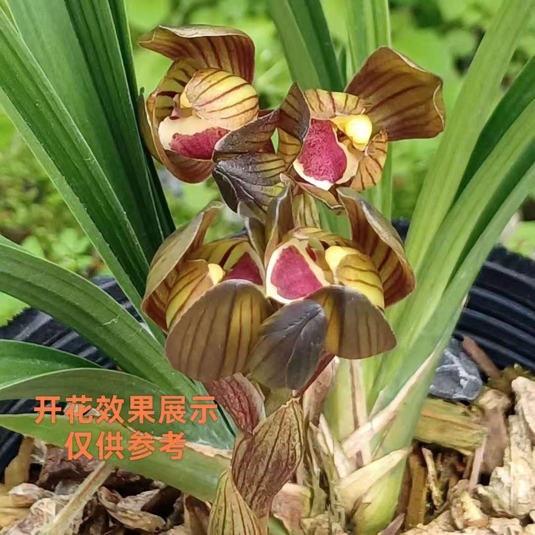 春剑东帝魔荷红荷浓香型兰花带花芽好养易活裸根字母2到3苗发货