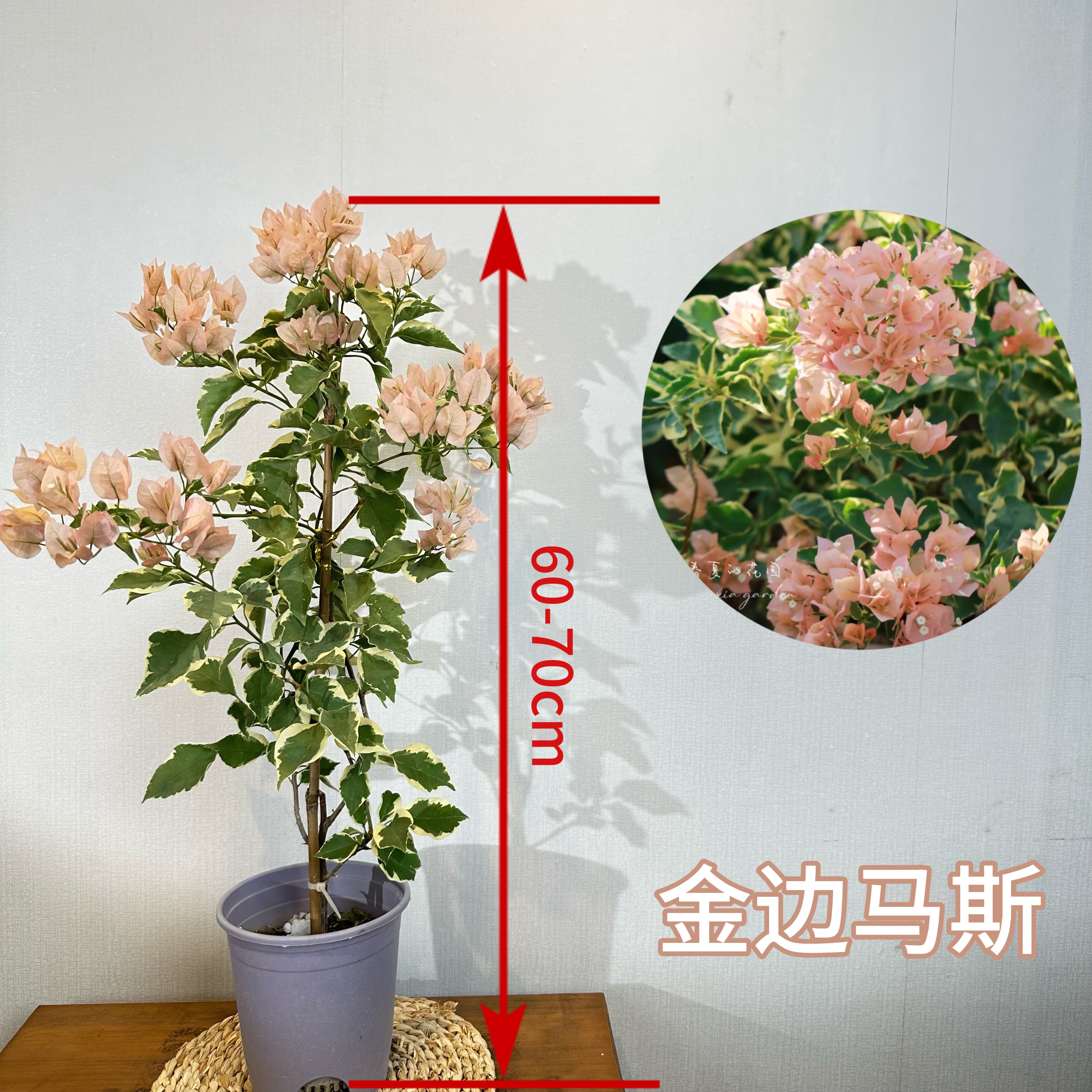【马斯】三角梅带花盆栽勤花双色推荐可庭院阳台原盆原土带花带根
