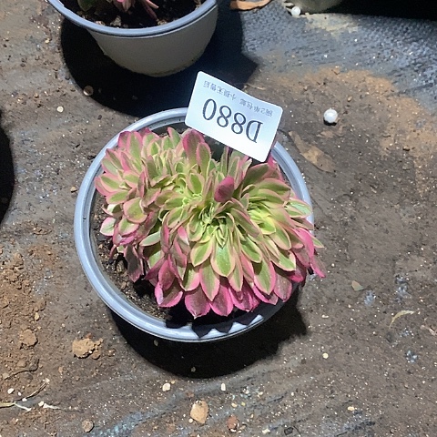 880女巫缀化多肉