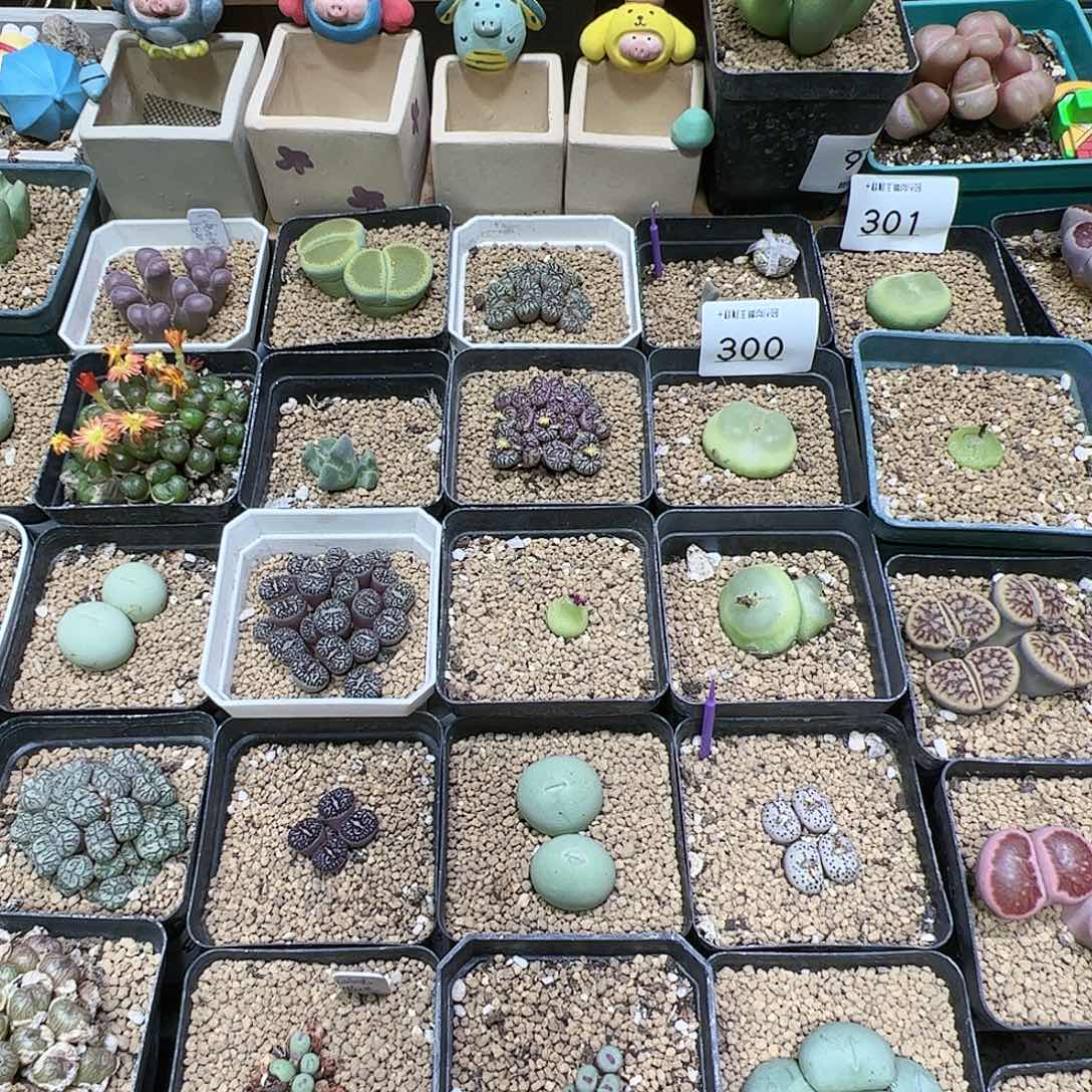 【闪购商品】肉锥土10包颗粒土12包 限量