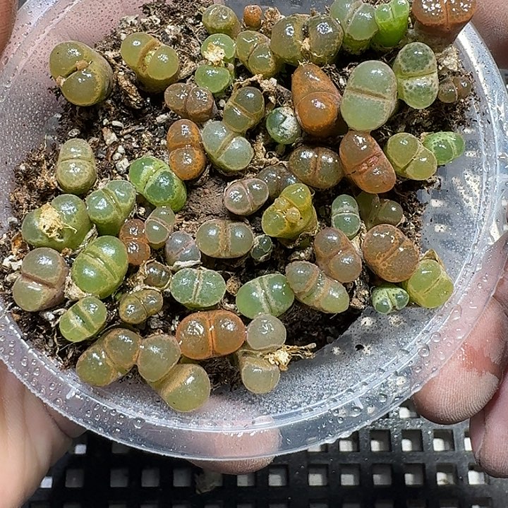 216 多肉植物多肉植物