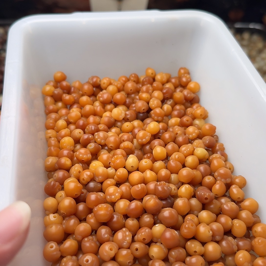 吊坠菩提根/象牙果50颗鬼工落地果小猫爪9