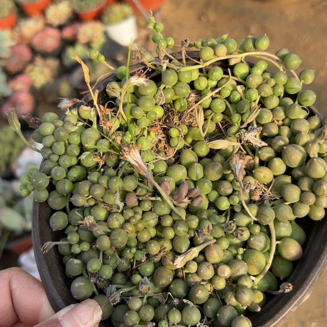 多肉植物佛珠带盆