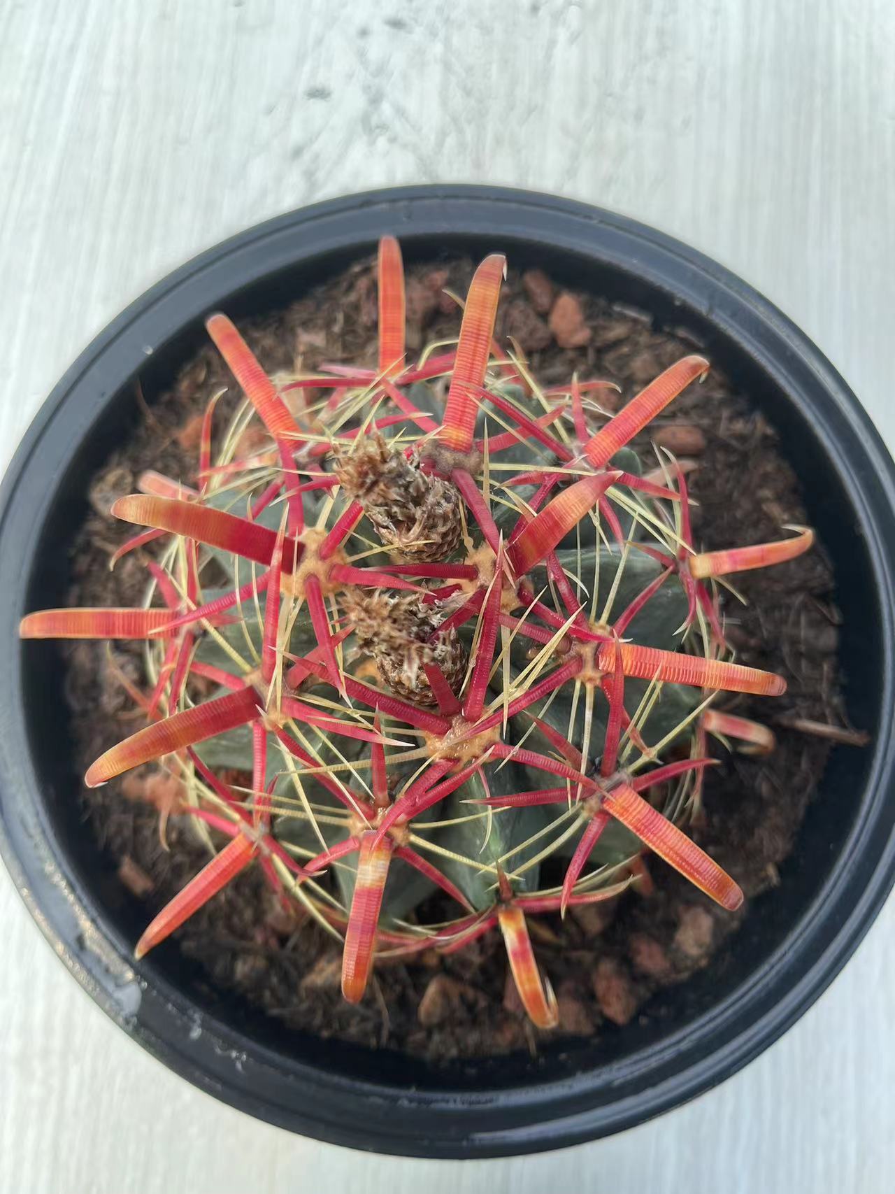 【仙人球宽刺日出】一物一拍