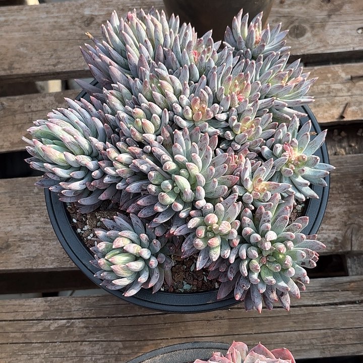 多肉植物，炫彩星