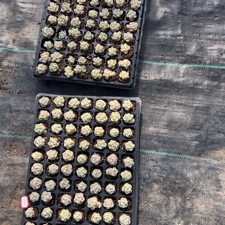 105集，冰玉单头穴盘，偏远地区不包邮