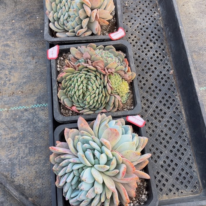 ?*丽橙梦露两白胖子一颗