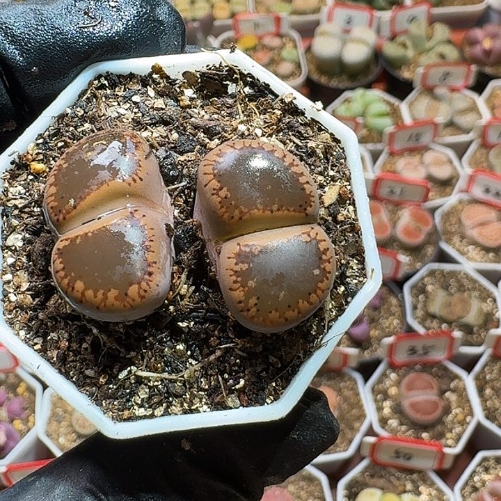 莓*汽生石花233:：：。   21