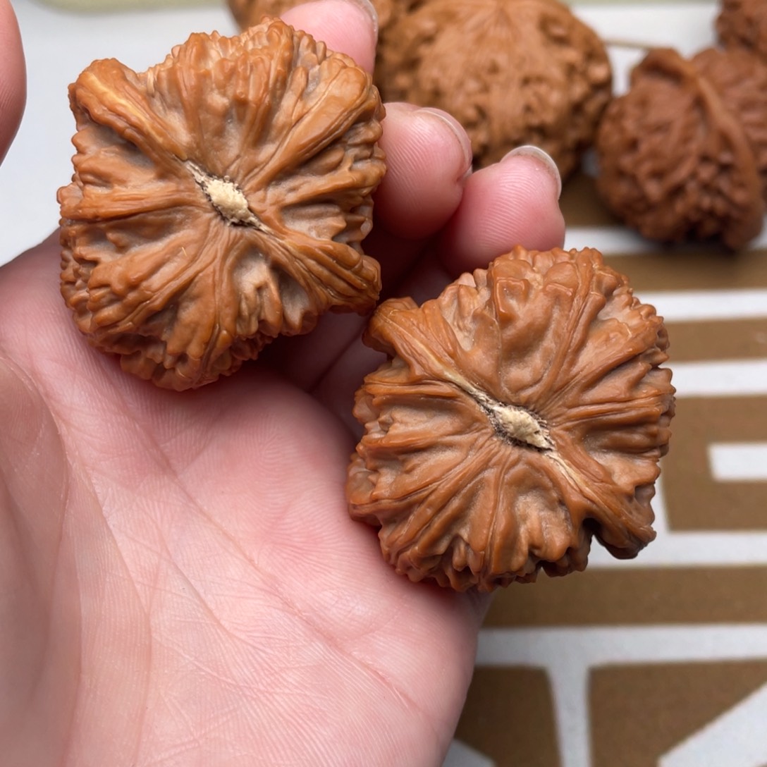 文玩核桃把件习****惯白狮子40