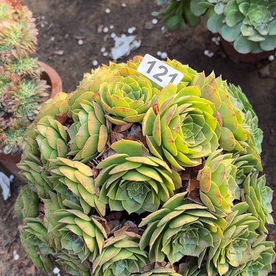 橙***子多肉植物一个撕拉碗121