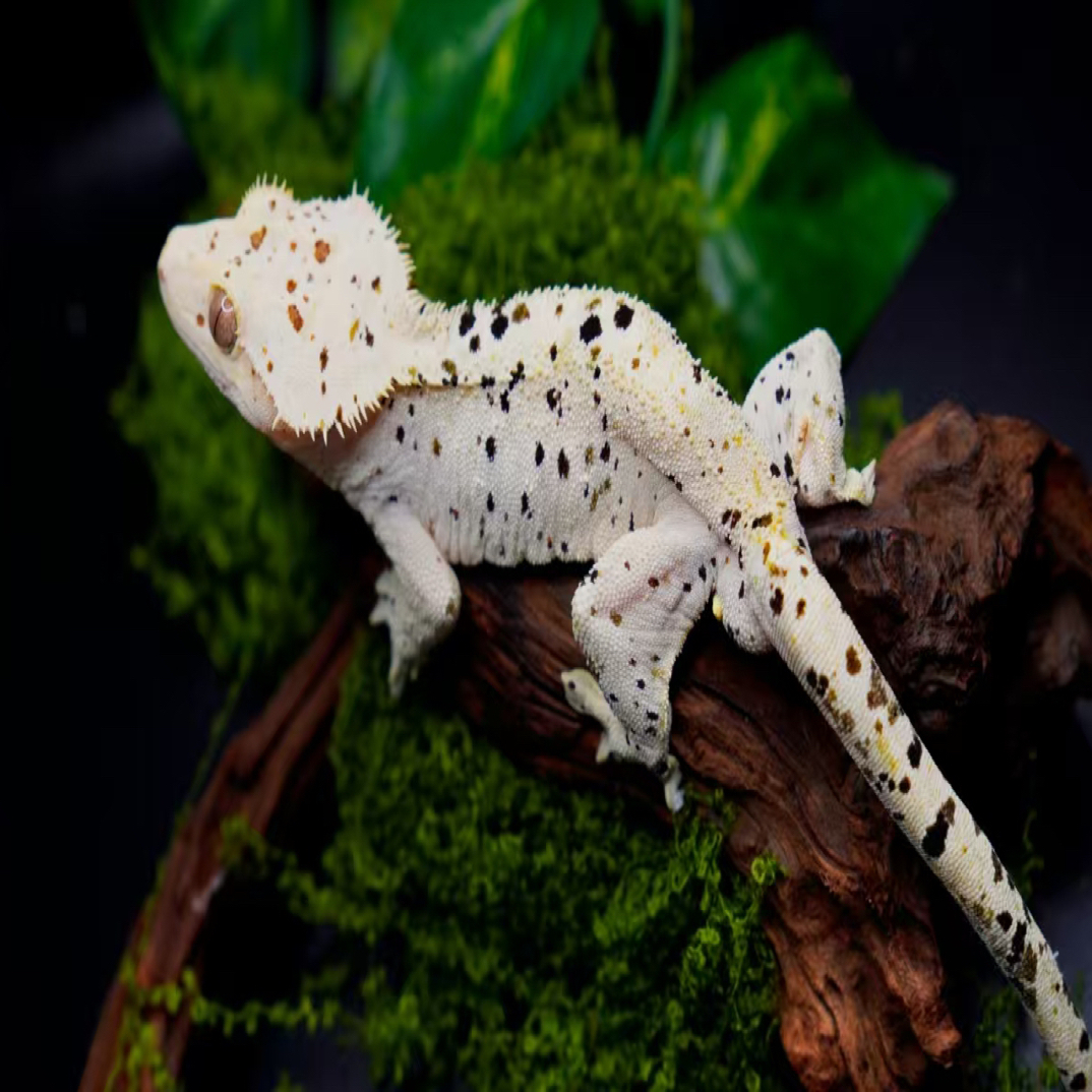 新手入门易养温顺睫角守宫蜥蜴宠物 直播专用