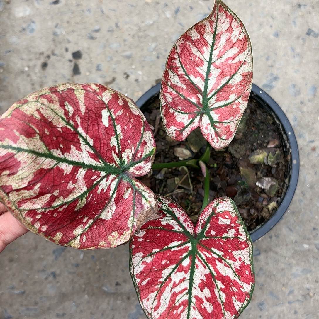 10-0116心跳彩叶芋泰国发货