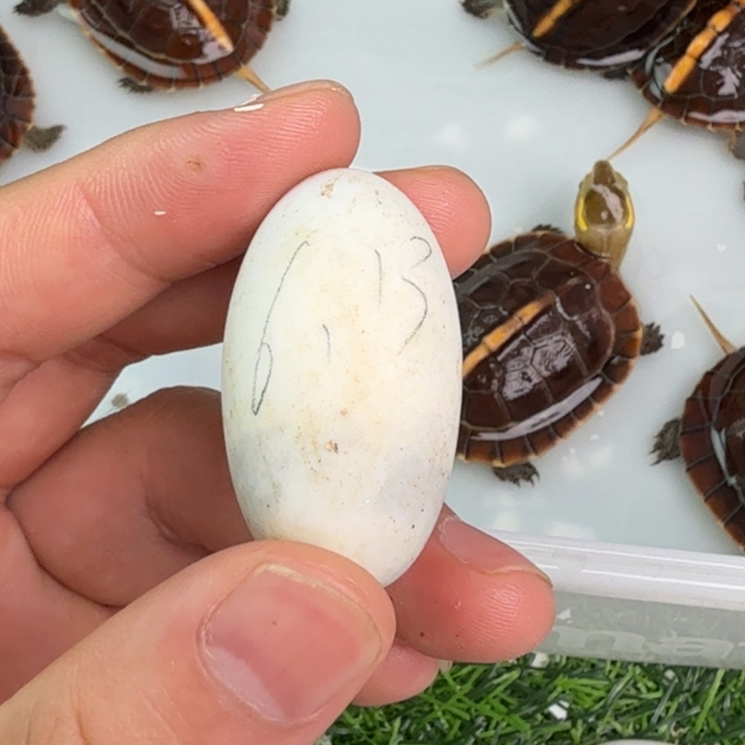 母宠物龟低温孵化偏公蛋