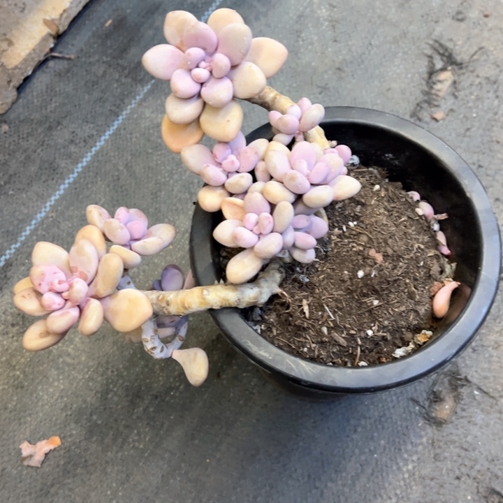 桃蛋处理脱土发货