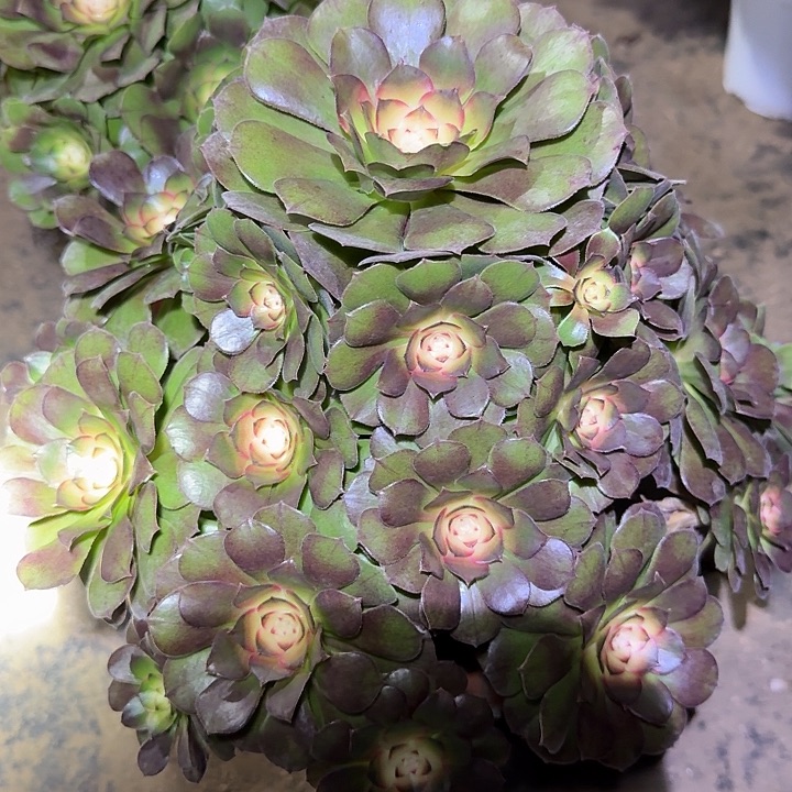 新品种红太阳老桩亏本福利