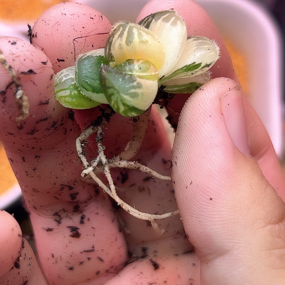 粉黛锦十二卷多肉