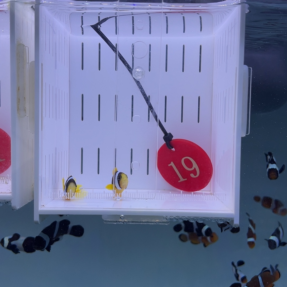 海水鱼人工金双待