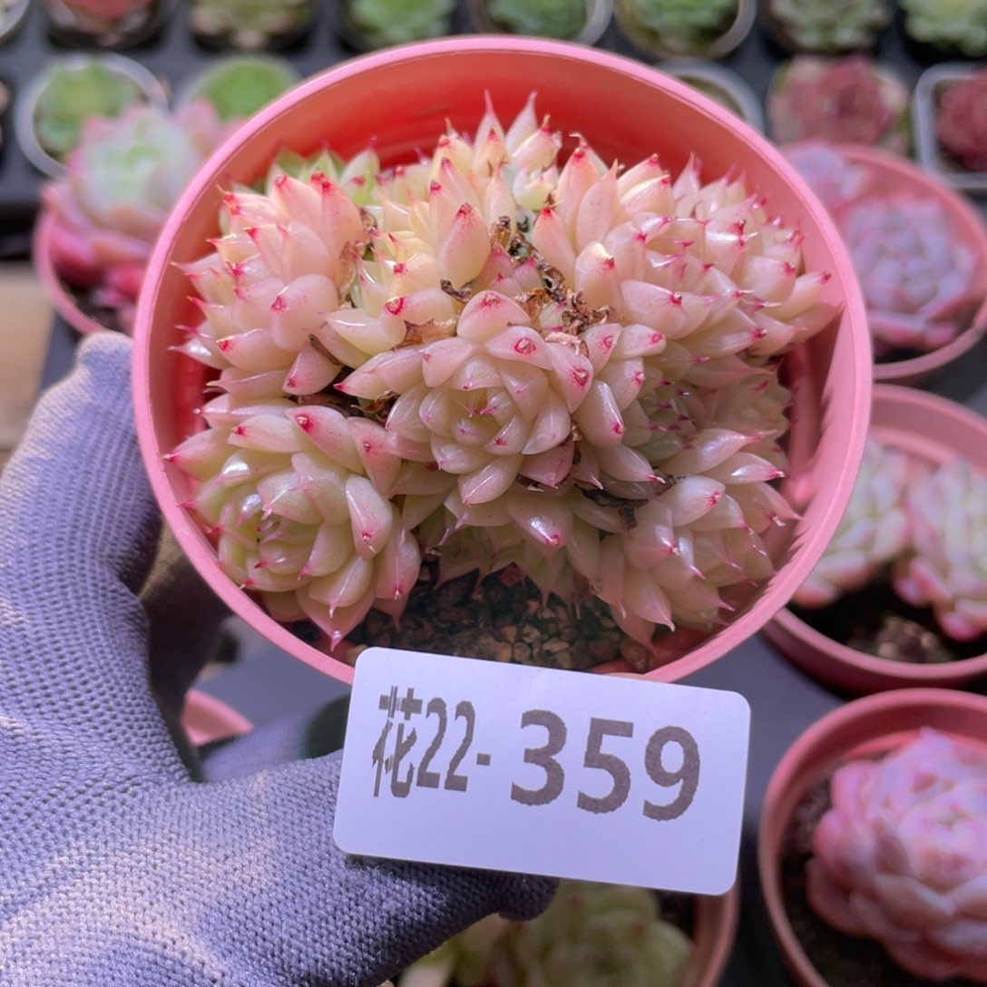 花利美22-359麦秆群