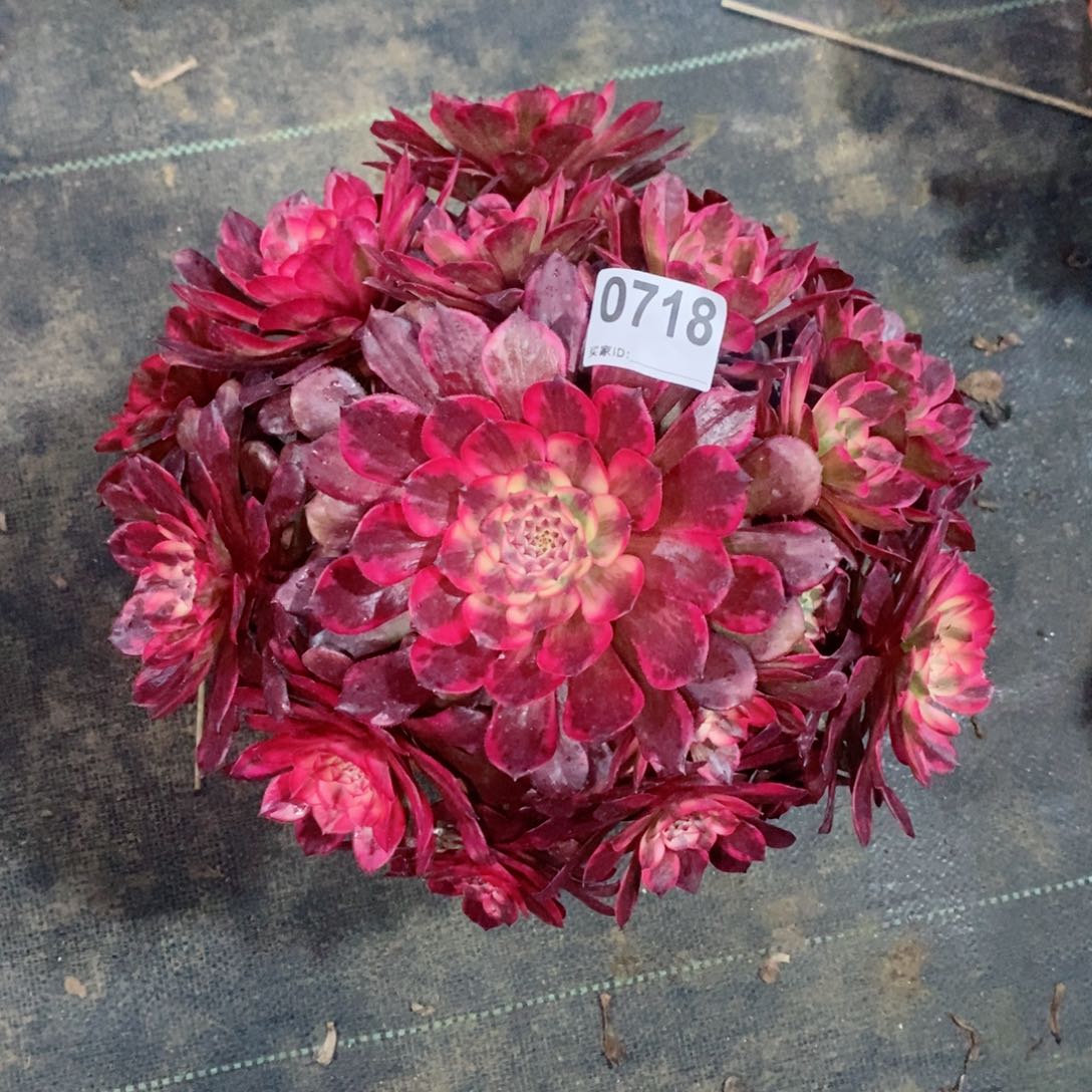 烟花718多肉1111