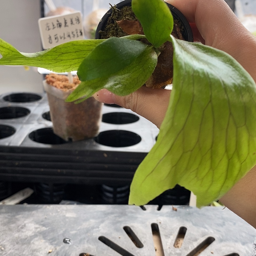 无花朵雷电鹿角蕨