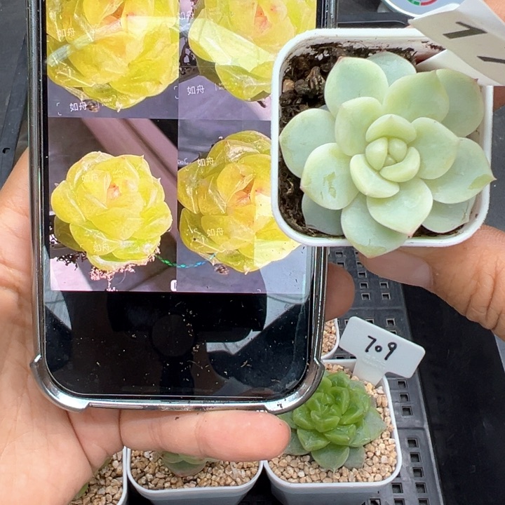 171号t10甜心晗雨多肉植物