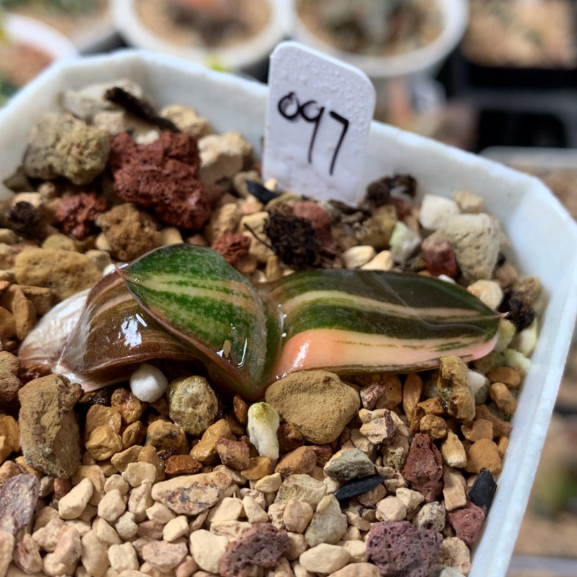 【闪购商品】097珍珠卧牛