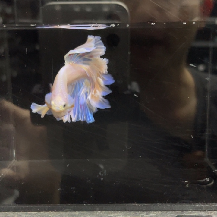 斗鱼哈哈哈哈哈哎469