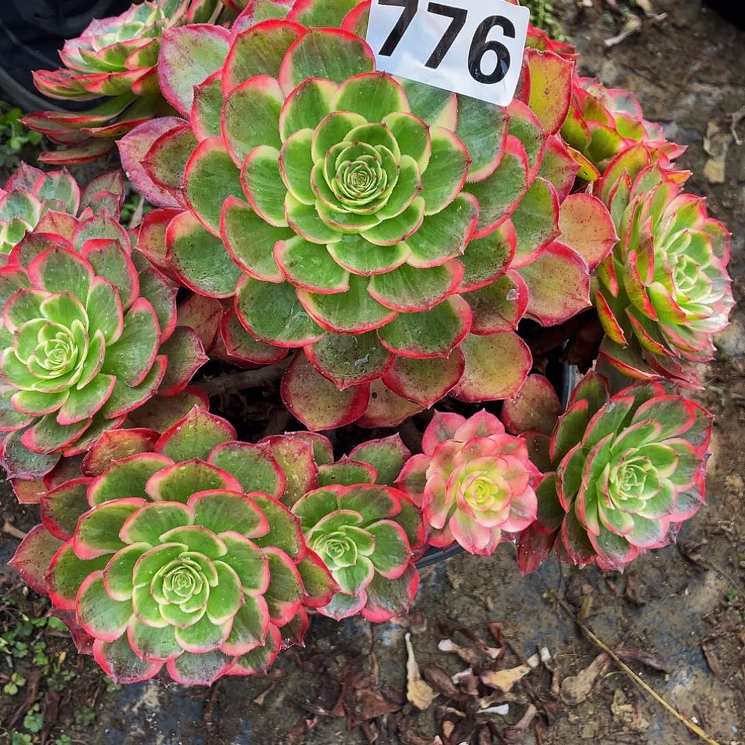 多肉法师776号粉花妖发货不包损