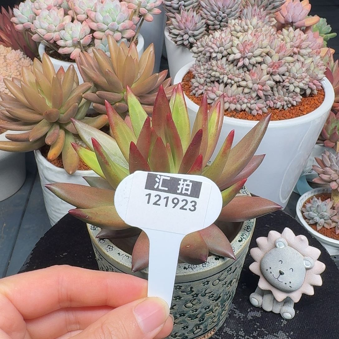 精品多肉植物121923