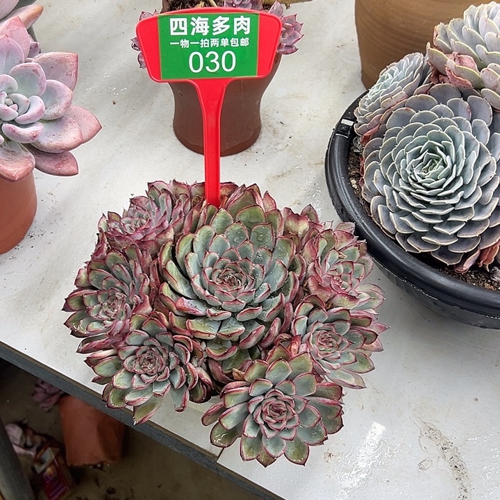 ༀ***溪荷花多肉植物等花卉030