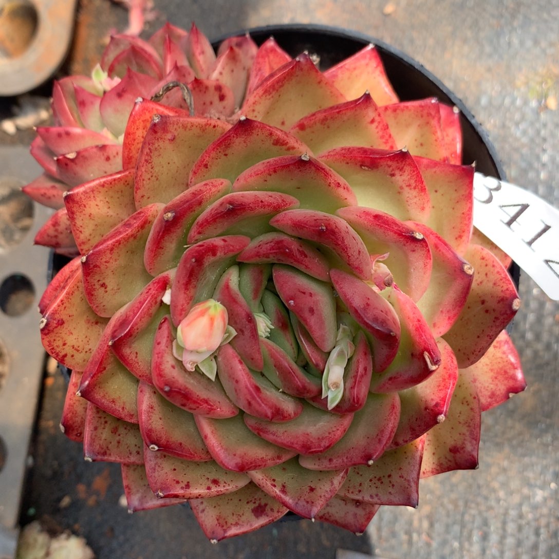 3412杂交精品基地11厘米