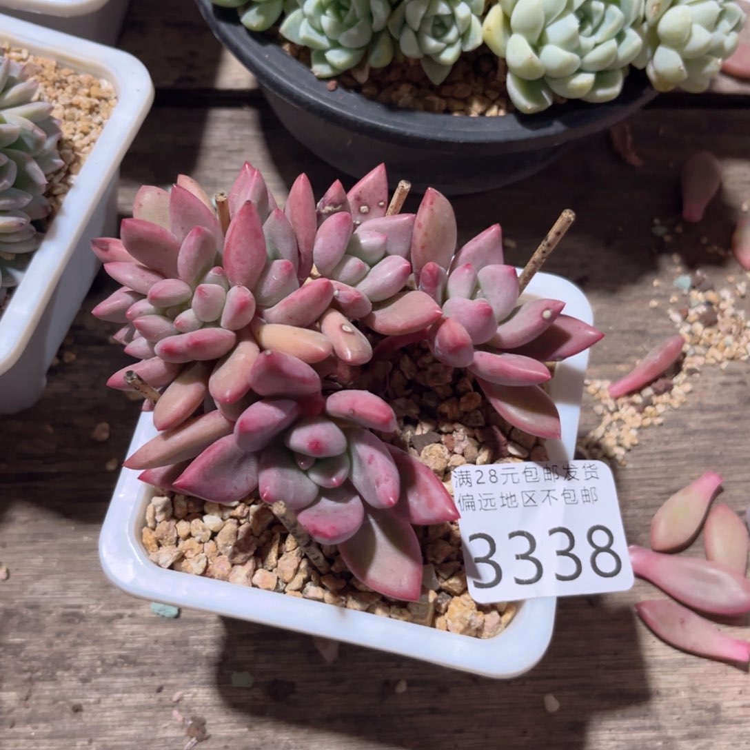 大3338、v c b b b b n