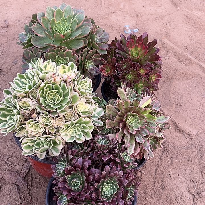 560多肉植物瑕疵特价，