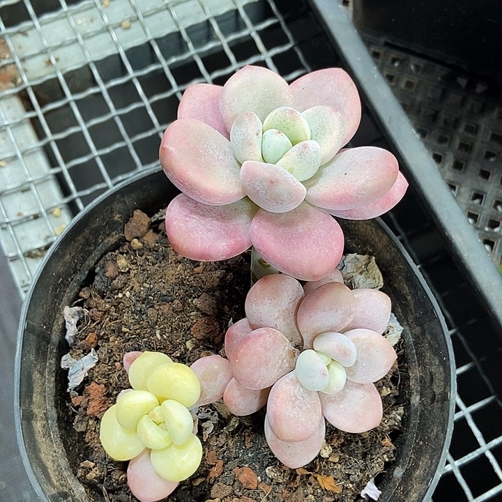 洛神锦多肉植物的