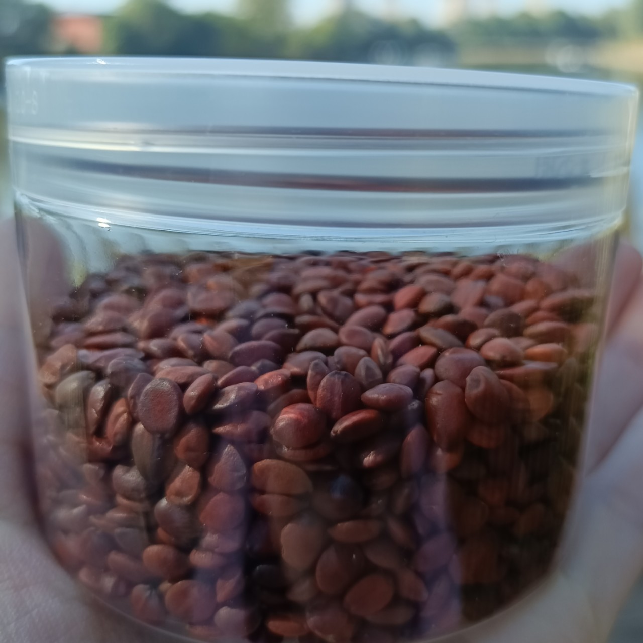 国产生酸枣仁35克35   体验版