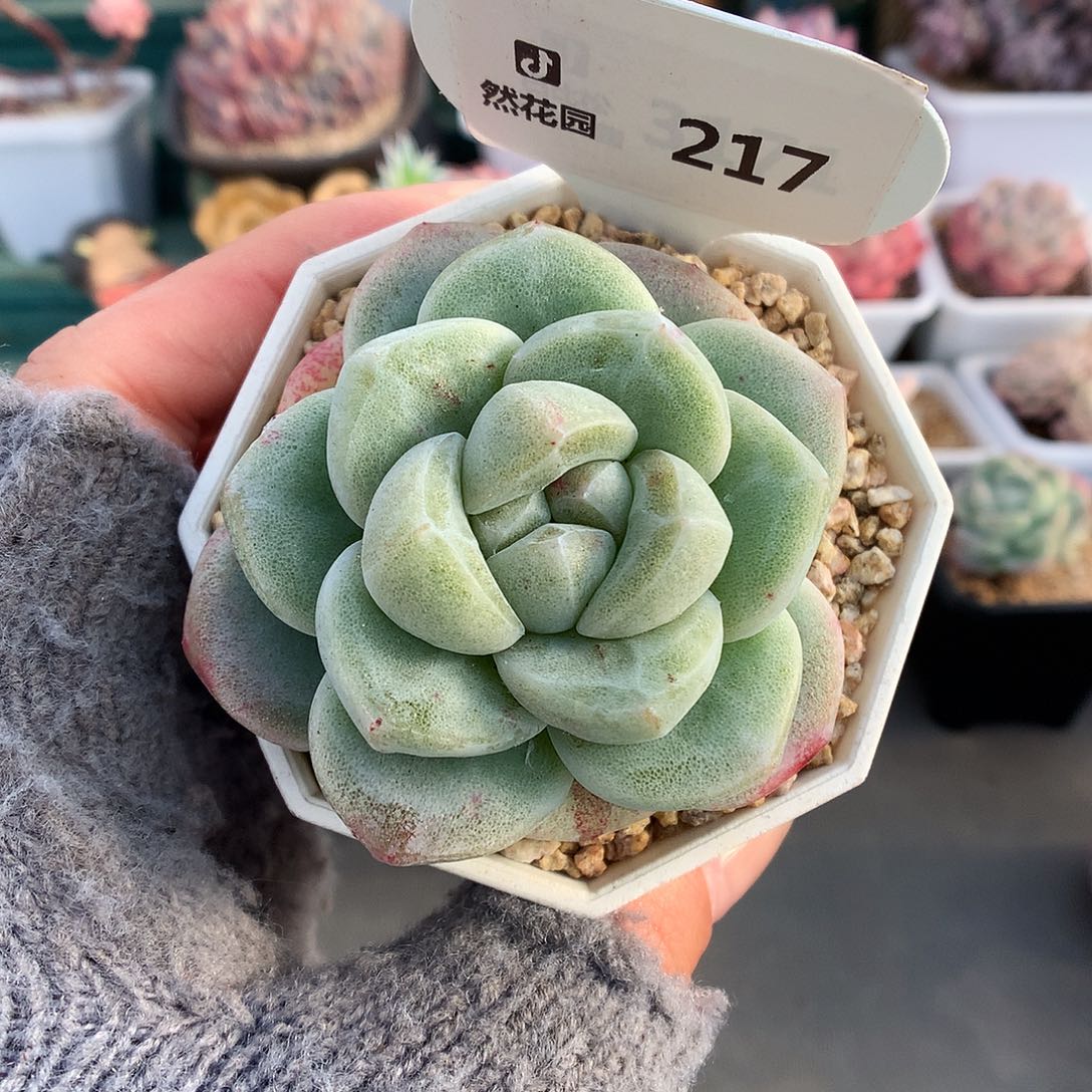 217冰玉石化多肉植物