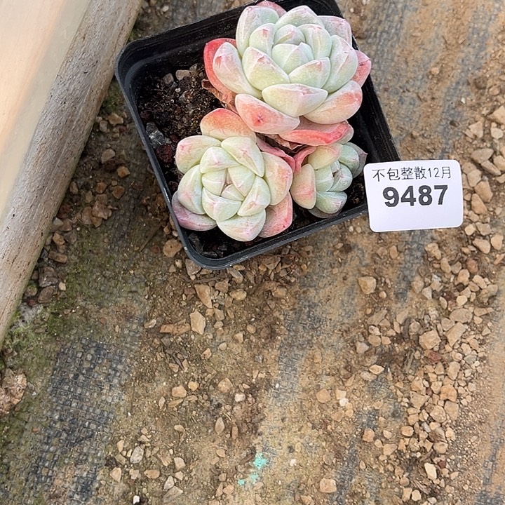 阿雅园艺。       9487