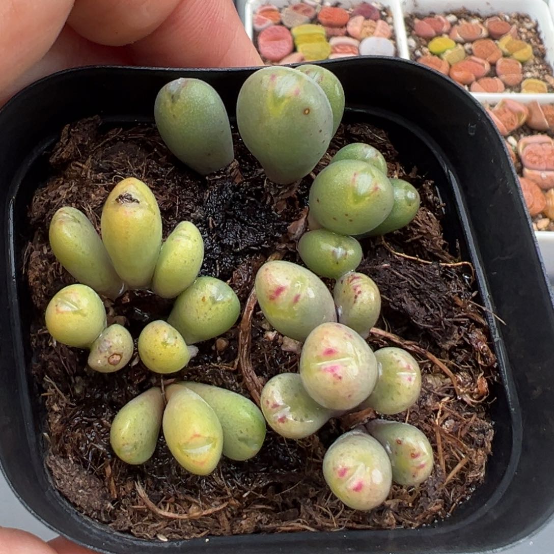 2.13好看的多肉271