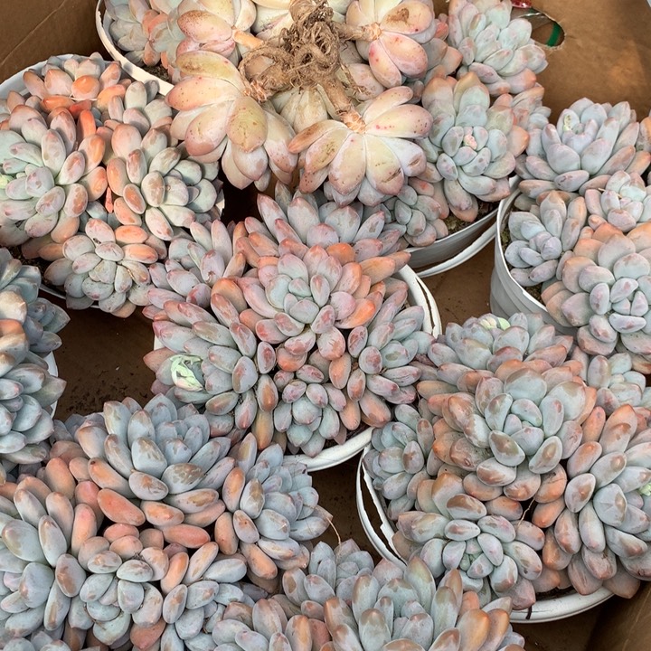 老桩无砍香水群多肉植物两单包邮