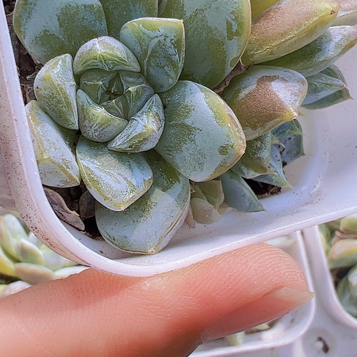 雪兔群多肉19包邮