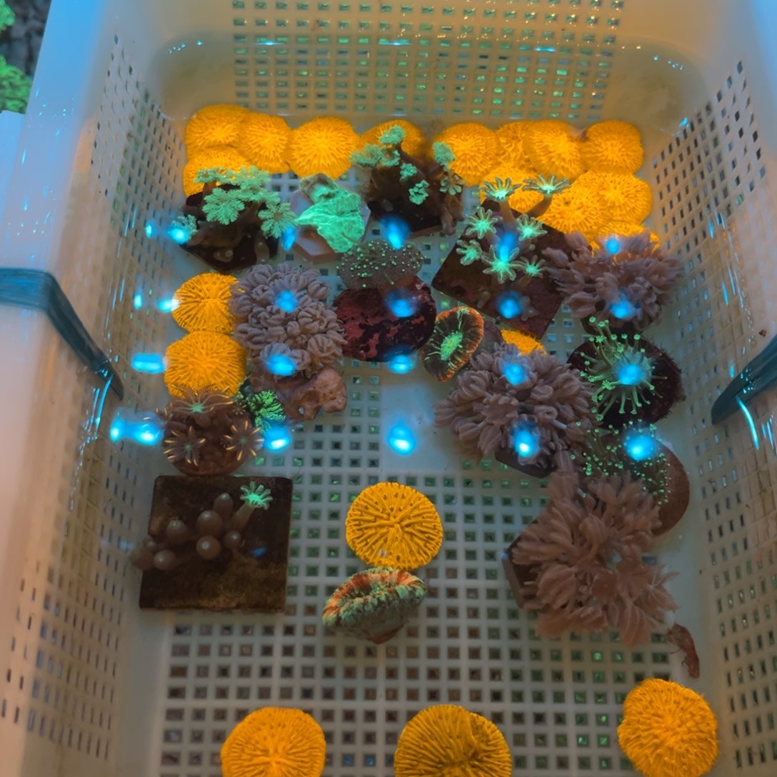 小****奶嘴海葵飞盘➕千手11111