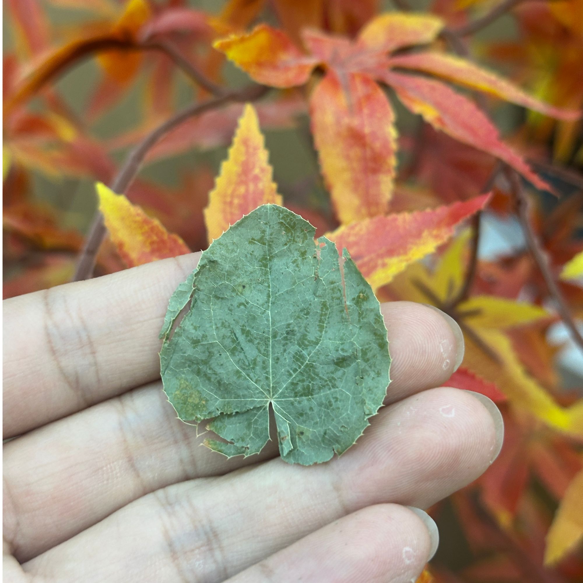 张正堂自然之道--【淫羊藿】
