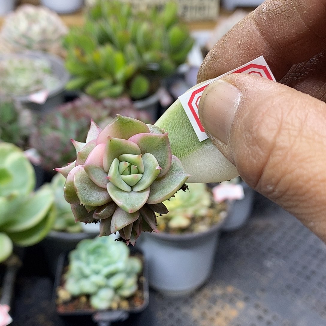 26126 贝加尔湖花脸锦